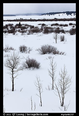 Bare trees and shurbs, frozen Jackson Lake. Grand Teton National Park, Wyoming, USA.