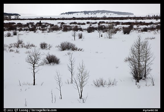 Winter landscape with bare trees and shrubs, Willow Flats. Grand Teton National Park, Wyoming, USA.