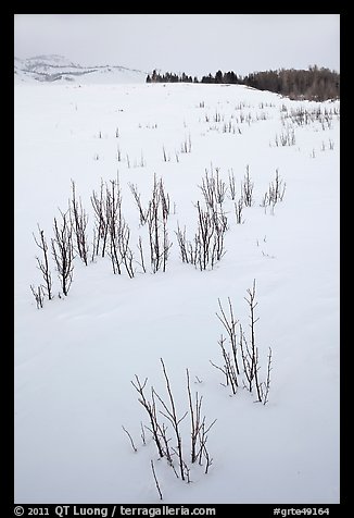 Shrubs in white landscape. Grand Teton National Park, Wyoming, USA.