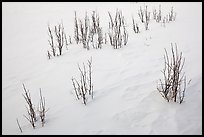 Shrubs and snowdrift patterns. Grand Teton National Park, Wyoming, USA.