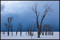 Bare Cottonwoods and dark sky in winter. Grand Teton National Park, Wyoming, USA.