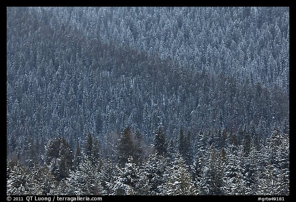 Snowy forest on mountainside. Grand Teton National Park, Wyoming, USA.