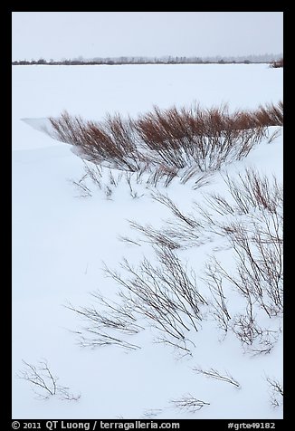 Winter landscape with shrubs and frozen Jackson Lake. Grand Teton National Park, Wyoming, USA.