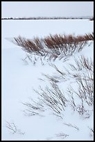 Winter landscape with shrubs and frozen Jackson Lake. Grand Teton National Park, Wyoming, USA.