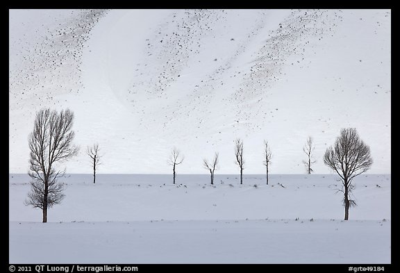 Bare trees and butte in winter. Grand Teton National Park, Wyoming, USA.
