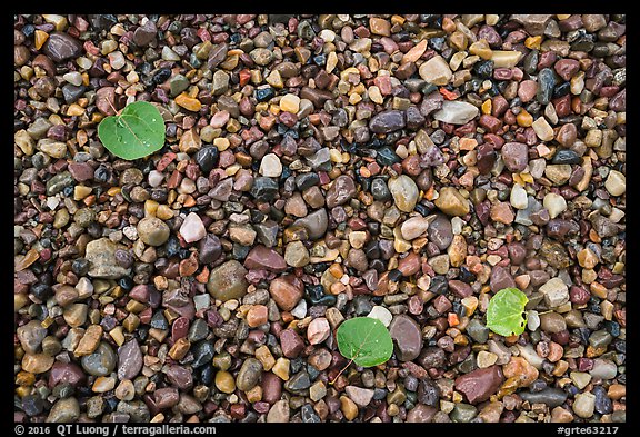 Close-up of colorful pebbles and fallen aspen leaves, Jackson Lake. Grand Teton National Park, Wyoming, USA.