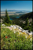 Wildflowers, view over Jackson Hole from Garnet Canyon. Grand Teton National Park ( color)