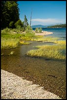 Island shoreline with grasses and clear water, Colter Bay. Grand Teton National Park ( color)