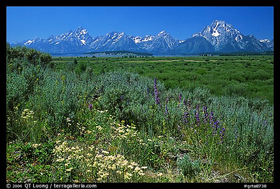 Wildflowers and Teton range, morning. Grand Teton National Park, Wyoming, USA.