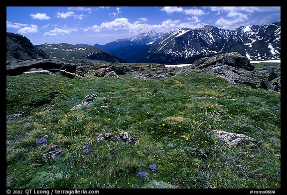 Alpine flowers on  tundra along Trail Ridge road. Rocky Mountain National Park, Colorado, USA.