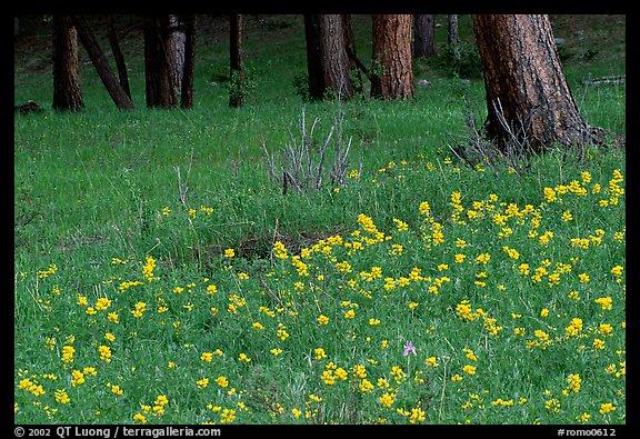 Flowers and tree trunks. Rocky Mountain National Park (color)