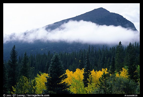 Fog, trees, and peak, Glacier basin. Rocky Mountain National Park, Colorado, USA.