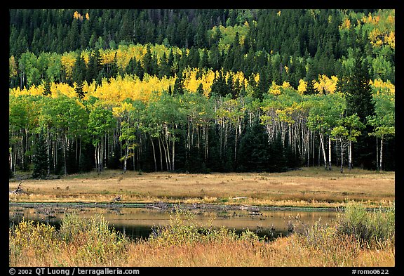 Yellow aspens and conifers Horseshoe park. Rocky Mountain National Park, Colorado, USA.