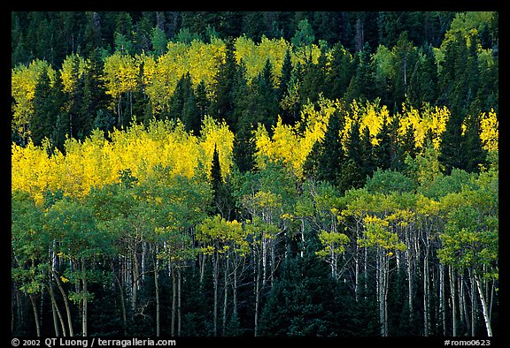 Aspens mixed with  conifers. Rocky Mountain National Park (color)