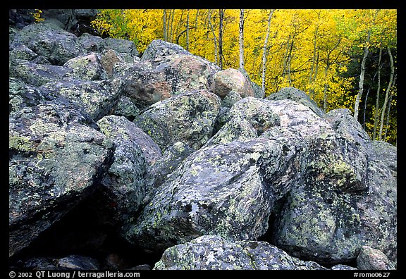 Field of large lichen-covered boulders and  aspens in fall foliage. Rocky Mountain National Park, Colorado, USA.