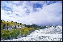Aspens, snow, and clouds. Rocky Mountain National Park, Colorado, USA.