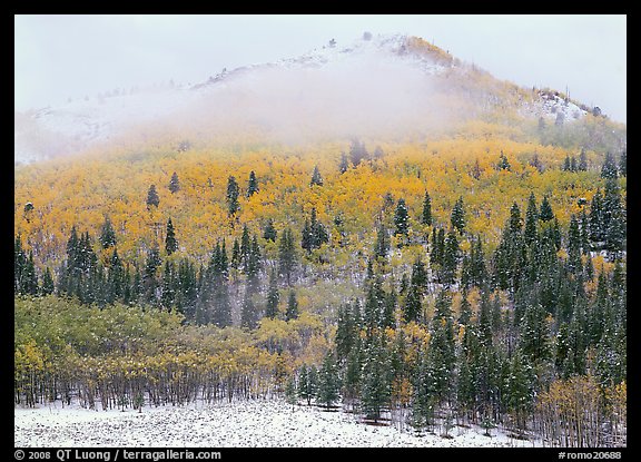 Yellow aspens and conifers in snow and fog. Rocky Mountain National Park, Colorado, USA.