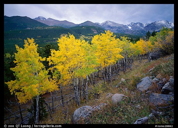 Aspens in bright yellow foliage and mountain range in Glacier basin. Rocky Mountain National Park, Colorado, USA.
