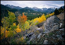 Aspens and mountain range in Glacier basin. Rocky Mountain National Park, Colorado, USA. (color)