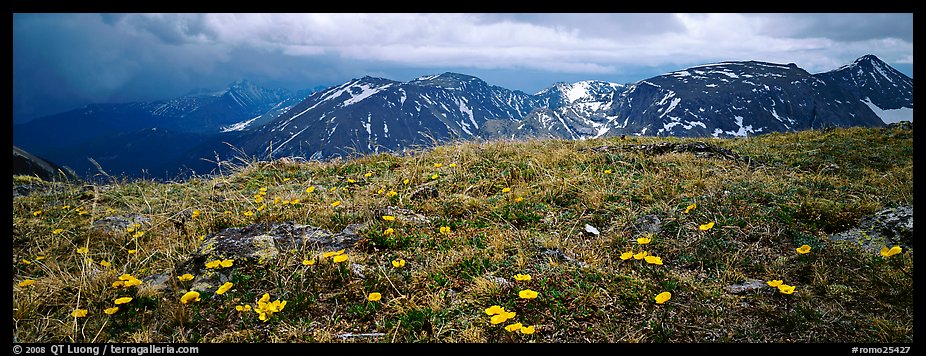 Wildflowers on high alpine meadows. Rocky Mountain National Park, Colorado, USA.