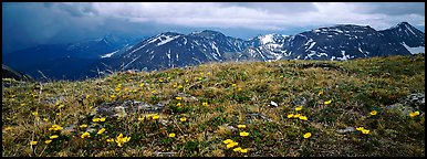 Wildflowers on high alpine meadows. Rocky Mountain National Park (Panoramic color)
