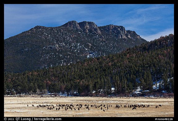 Elk Herd and  Gianttrack Mountain, late winter. Rocky Mountain National Park, Colorado, USA.