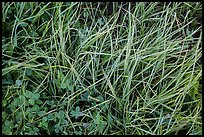Close-up of grasses with dew. Rocky Mountain National Park, Colorado, USA.
