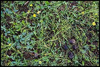 Close-up of grasses, wildflowers, fallen pine cones. Rocky Mountain National Park, Colorado, USA.