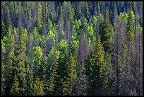 Evergreens and aspen in Kawuneeche Valley. Rocky Mountain National Park, Colorado, USA. (color)