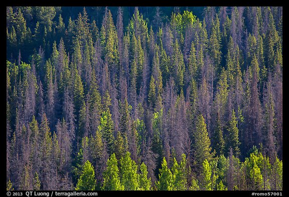 Slope with dark evergreen trees and light aspen trees. Rocky Mountain National Park (color)