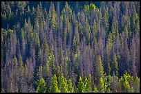 Slope with dark evergreen trees and light aspen trees. Rocky Mountain National Park, Colorado, USA. (color)