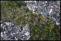 Alpine flowers and lichen-covered rocks. Rocky Mountain National Park, Colorado, USA.