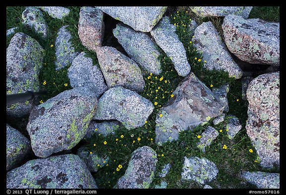 Granite rocks and yellow alpine wildflowers. Rocky Mountain National Park, Colorado, USA.