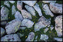 Granite rocks and yellow alpine wildflowers. Rocky Mountain National Park, Colorado, USA.