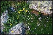 Alpine flowers and lichen-covered granite rocks. Rocky Mountain National Park, Colorado, USA.