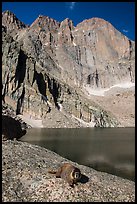 Marmot on shore of Chasm Lake below Longs peak. Rocky Mountain National Park, Colorado, USA.