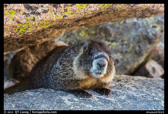 Marmot. Rocky Mountain National Park, Colorado, USA.