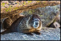 Marmot. Rocky Mountain National Park, Colorado, USA. (color)