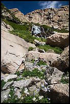 Columbine and cascades. Rocky Mountain National Park, Colorado, USA. (color)