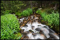 Stream cascading in forest. Rocky Mountain National Park ( color)