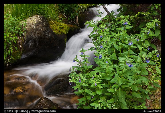 Wildflowers and cascading stream. Rocky Mountain National Park, Colorado, USA.