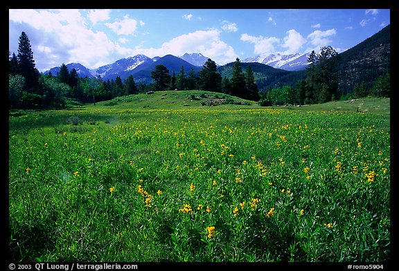 Wildflowers in meadow. Rocky Mountain National Park, Colorado, USA.