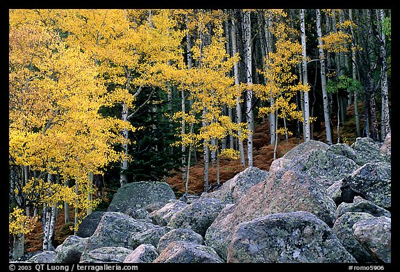 Boulders and yellow aspens. Rocky Mountain National Park, Colorado, USA.
