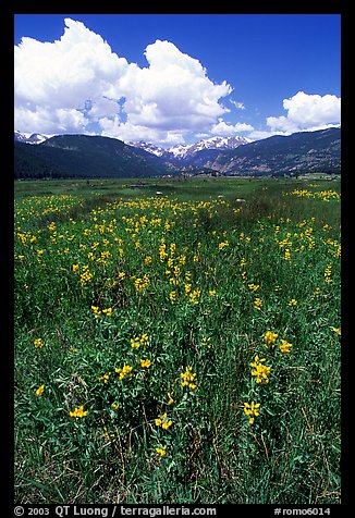 Meadow with wildflower carpet near Horseshoe Park. Rocky Mountain National Park, Colorado, USA.