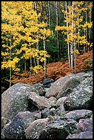 Boulders and forest with yellow aspens. Rocky Mountain National Park, Colorado, USA. (color)