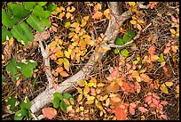 Close-up of ground with leaves in autumn. Rocky Mountain National Park, Colorado, USA.