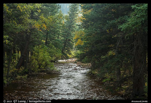 North St Vrain Creek flowing in dense forest, Wild Basin. Rocky Mountain National Park (color)