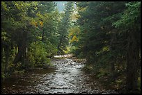 North St Vrain Creek flowing in dense forest, Wild Basin. Rocky Mountain National Park ( color)