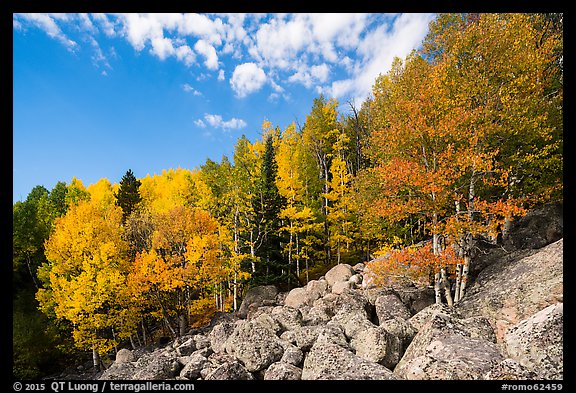 Brightly colored aspens and boulders in autumn. Rocky Mountain National Park, Colorado, USA.