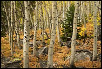 Mixed forest with aspen in autumn. Rocky Mountain National Park, Colorado, USA.